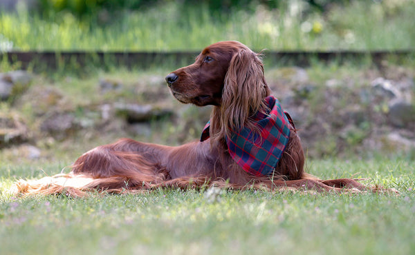The Shepherd's Wool Utility Cloth being used as a bandana on a dog.